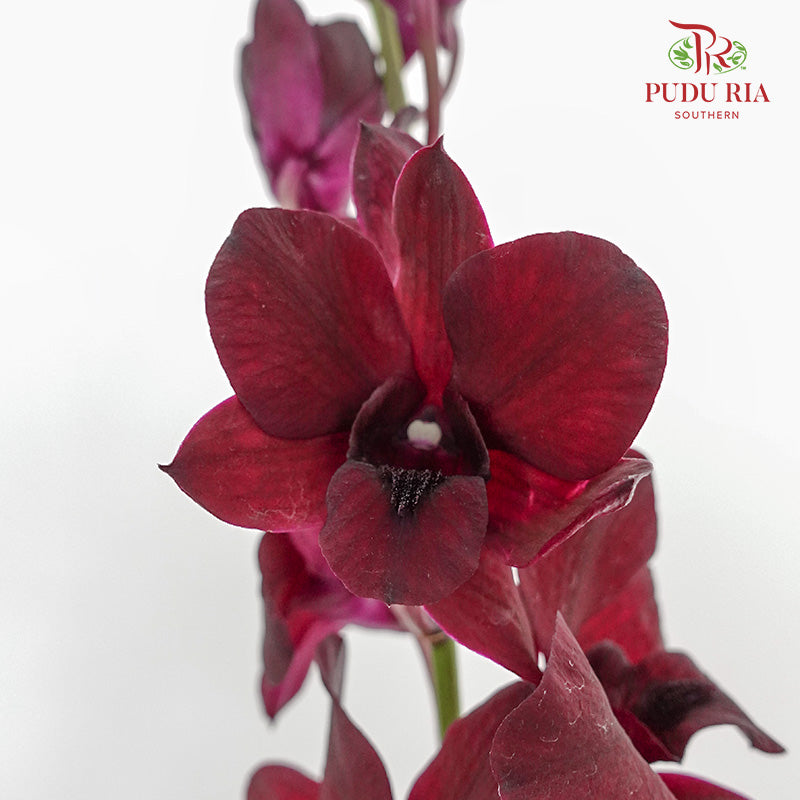 Orchid Aranthera Dark Red / 5 Stems (M) - Pudu Ria Florist Southern