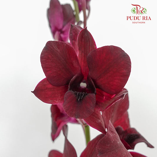 Orchid Aranthera Dark Red / 5 Stems (M) - Pudu Ria Florist Southern