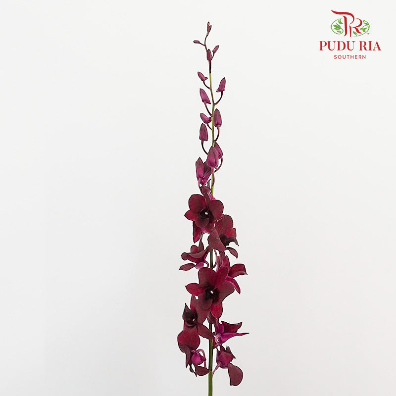 Orchid Aranthera Dark Red / 5 Stems (M) - Pudu Ria Florist Southern