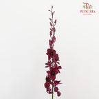 Orchid Aranthera Dark Red / 5 Stems (M) - Pudu Ria Florist Southern