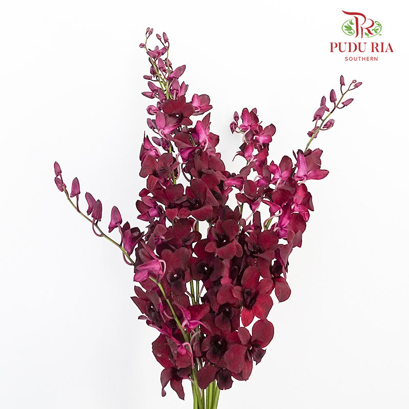 Orchid Aranthera Dark Red / 5 Stems (M) - Pudu Ria Florist Southern