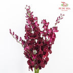 Orchid Aranthera Dark Red / 5 Stems (M) - Pudu Ria Florist Southern