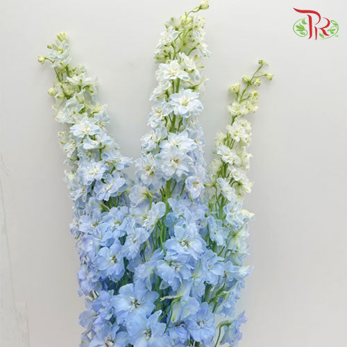 Delphinium Giant Blue - 5 Stems - Pudu Ria Florist Southern