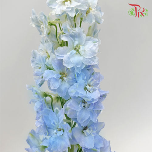 Delphinium Giant Blue - 5 Stems - Pudu Ria Florist Southern