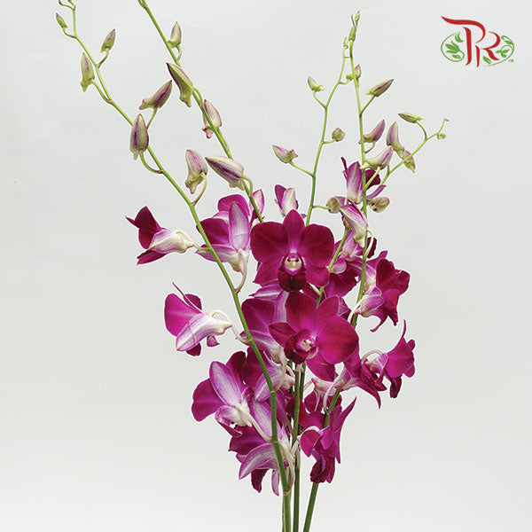 Dendrobium Orchid Burgundy / 5 Stems (L) - Pudu Ria Florist Southern