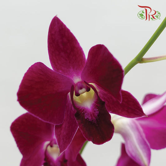 Dendrobium Orchid Burgundy / 5 Stems (M) - Pudu Ria Florist Southern