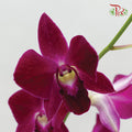 Dendrobium Orchid Burgundy / 5 Stems (L) - Pudu Ria Florist Southern