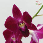 Dendrobium Orchid Burgundy / 5 Stems (L) - Pudu Ria Florist Southern