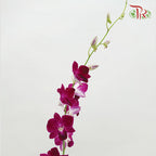Dendrobium Orchid Burgundy / 5 Stems (L) - Pudu Ria Florist Southern