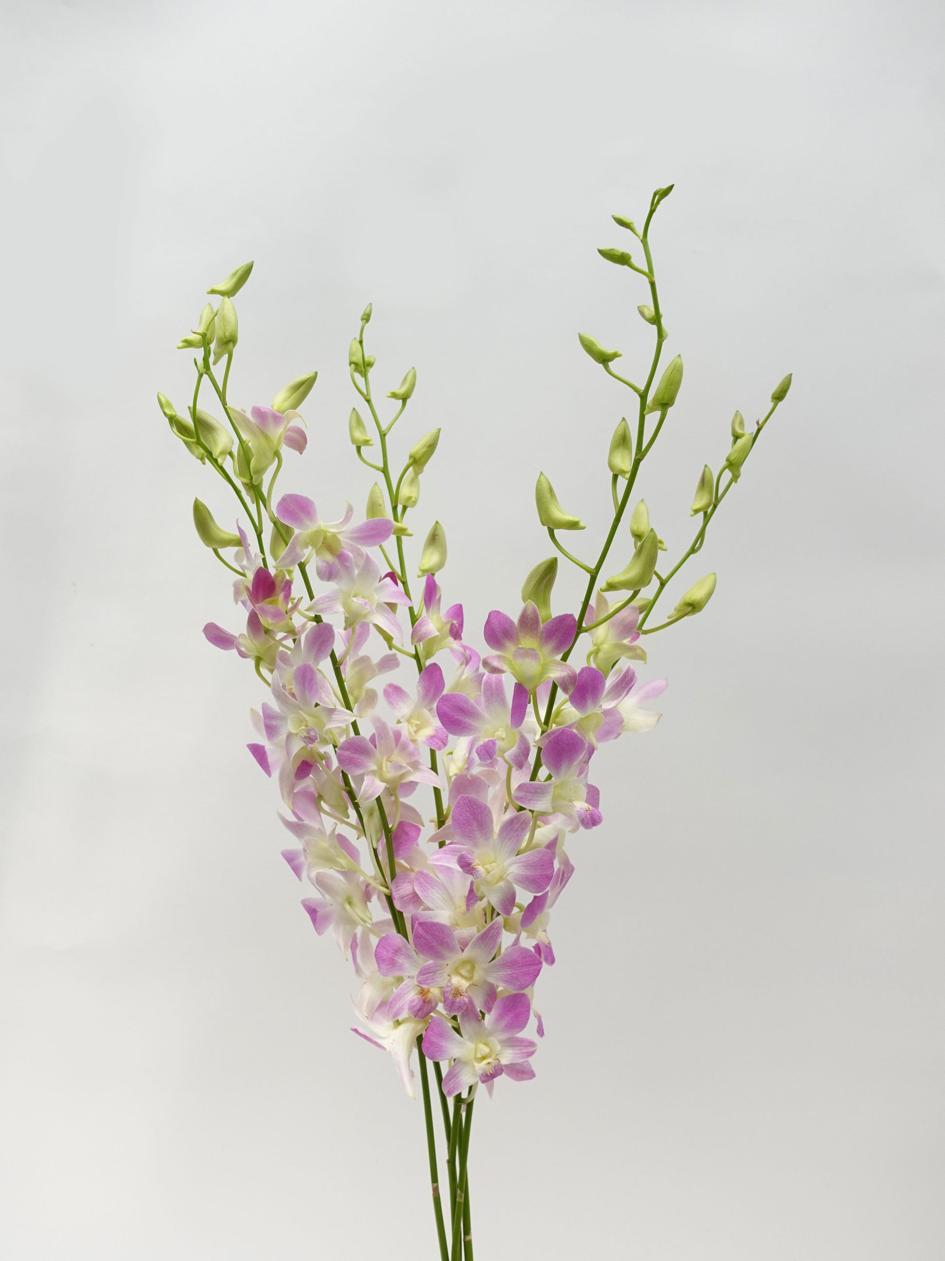 Dendrobium Orchid Lilac / 5 Stems (L) - Pudu Ria Florist Southern