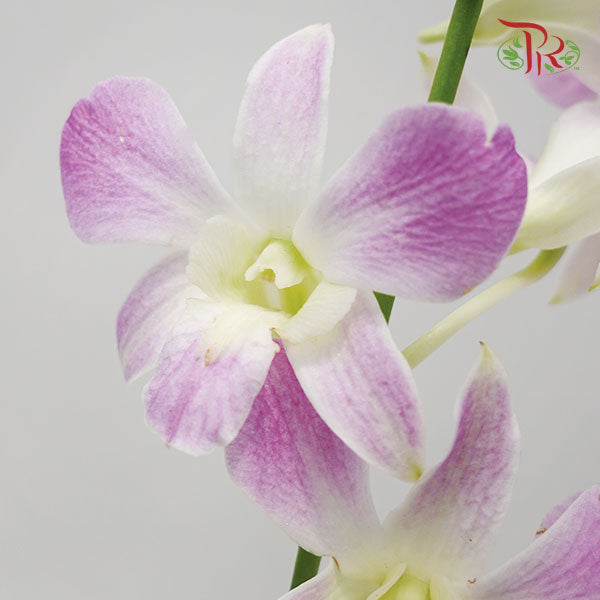 Dendrobium Orchid Lilac / 5 Stems (L) - Pudu Ria Florist Southern