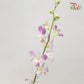 Dendrobium Orchid Lilac / 5 Stems (M)