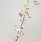 Dendrobium Orchid Lilac / 5 Stems (M) - Pudu Ria Florist Southern