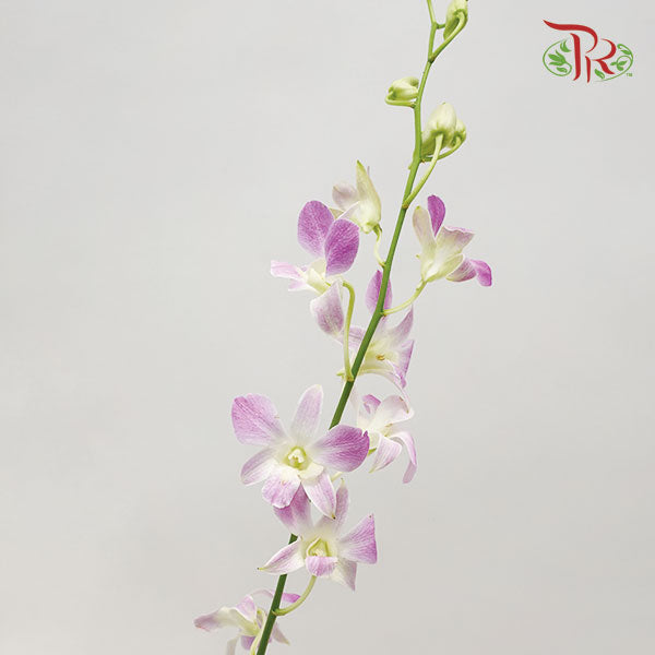 Dendrobium Orchid Lilac / 5 Stems (L) - Pudu Ria Florist Southern