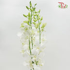 Dendrobium Orchid White / 5 Stems (M) - Pudu Ria Florist Southern