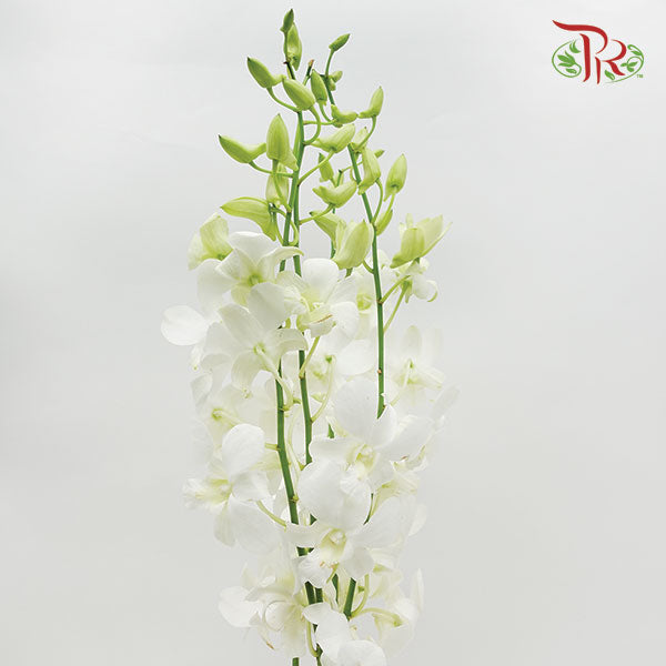 Dendrobium Orchid White / 5 Stems (M) - Pudu Ria Florist Southern