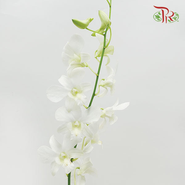 Dendrobium Orchid White / 5 Stems (M) - Pudu Ria Florist Southern