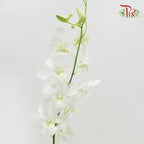 Dendrobium Orchid White / 5 Stems (M) - Pudu Ria Florist Southern