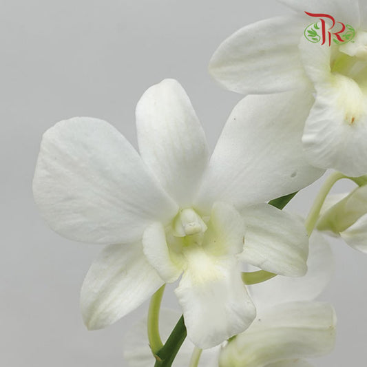 Dendrobium Orchid White / 5 Stems (M)
