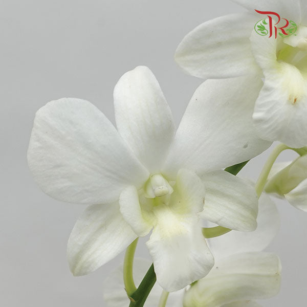 Dendrobium Orchid White / 5 Stems (M) - Pudu Ria Florist Southern