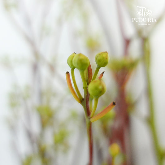 Deng Tai - Pudu Ria Florist Southern