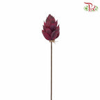 Dry Phoenix Tree Bud - Maroon - Pudu Ria Florist Southern