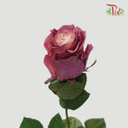 Rose Mondial Dyed Dusty 2 (8-10 Stems) - Pudu Ria Florist Southern