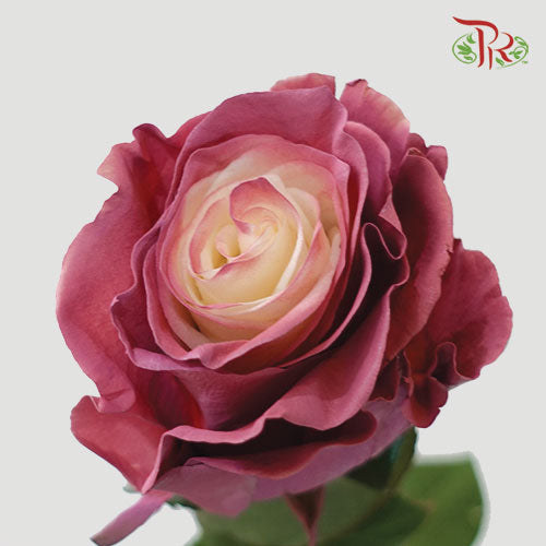 Rose Mondial Dyed Dusty 2 (8-10 Stems)
