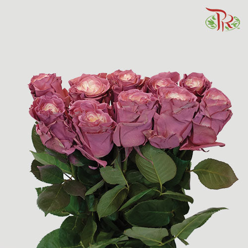 Rose Mondial Dyed Dusty 2 (8-10 Stems) - Pudu Ria Florist Southern