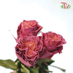 Rose Dusty (8-10 Stems) - Pudu Ria Florist Southern