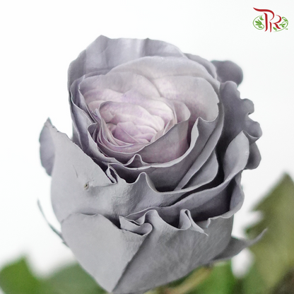 Rose Dusty Grey 2 (8-10 Stems) - Pudu Ria Florist Southern