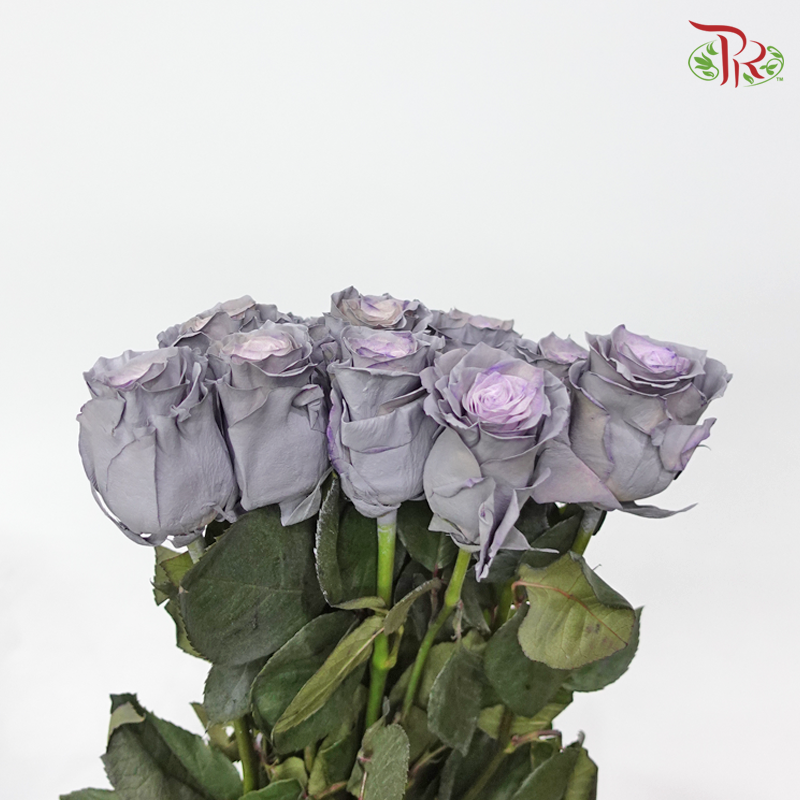 Rose Dusty Grey 2 (8-10 Stems) - Pudu Ria Florist Southern