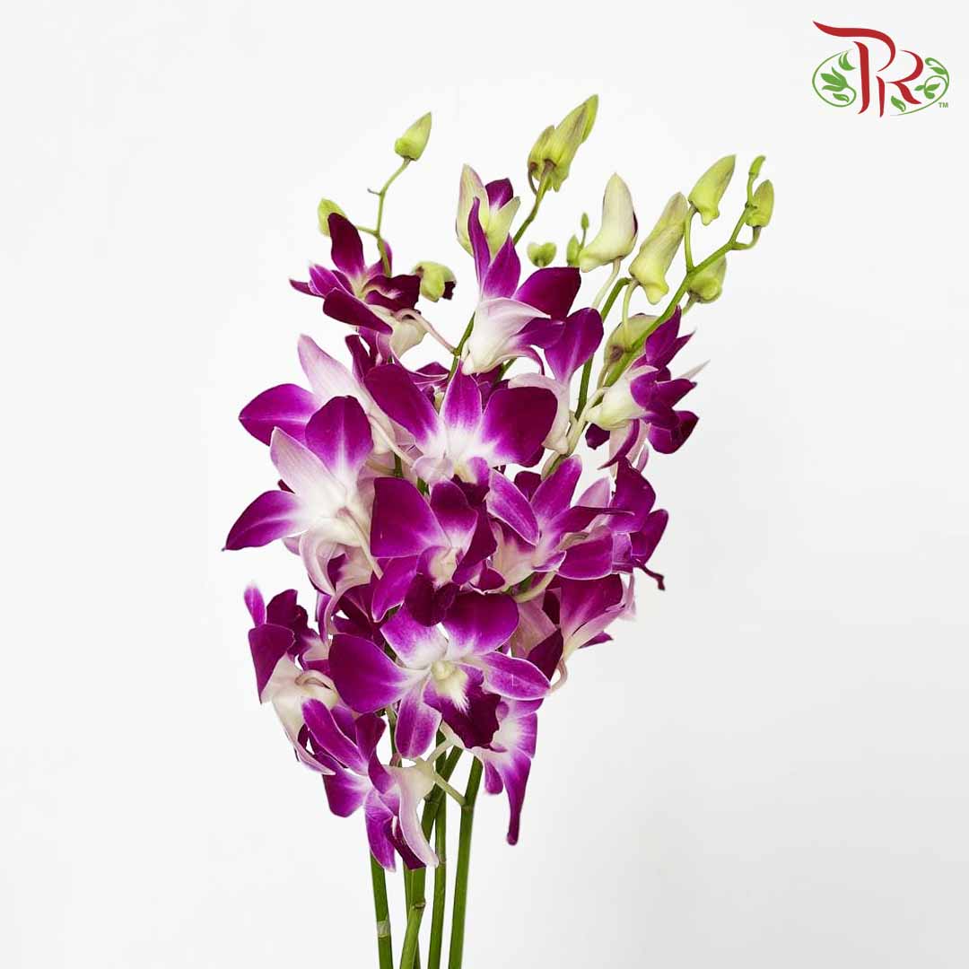 Dendrobium Orchid Purple / 5 Stems (L)