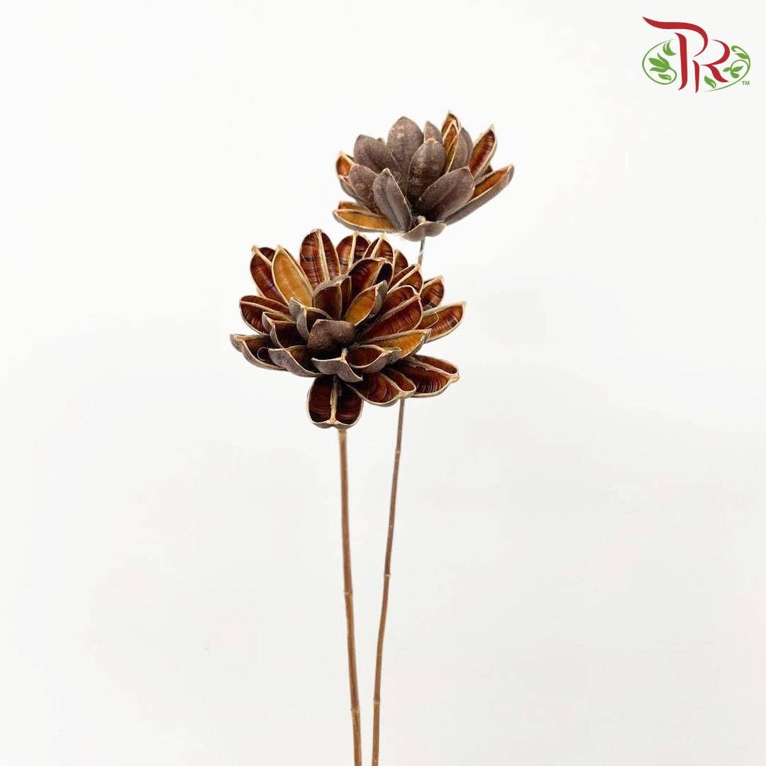 Dry Dahlia - Brown - Pudu Ria Florist Southern