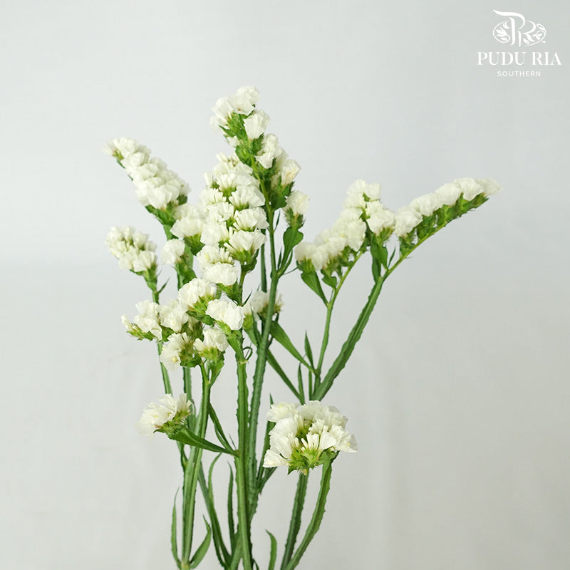 Statice White - Pudu Ria Florist Southern