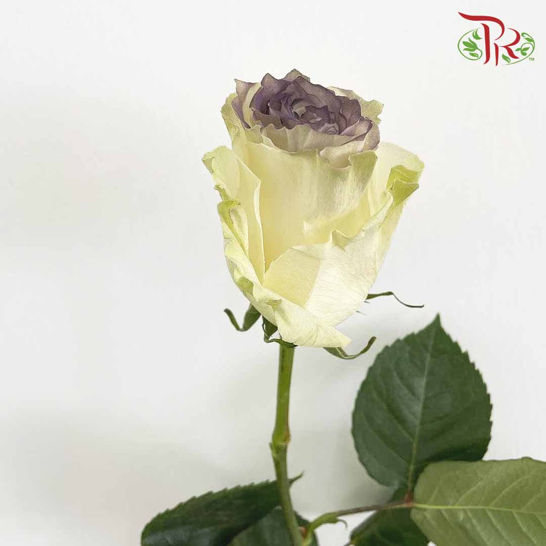 Rose Dark Grey Clouds (8-10 Stems) - Pudu Ria Florist Southern
