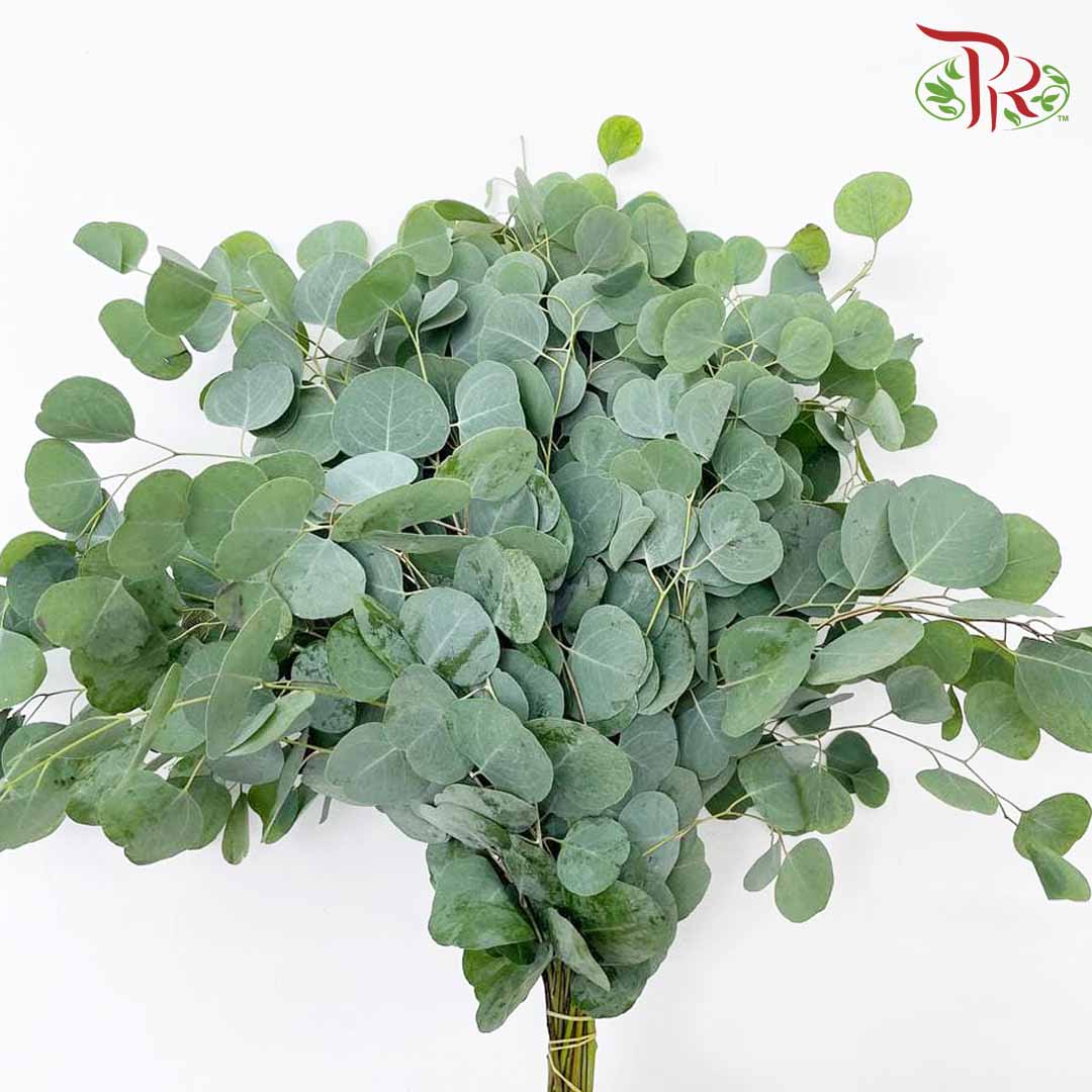 Eucalyptus Silver Dollar (Per Bundle) - Pudu Ria Florist Southern