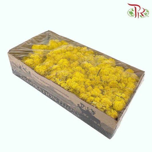 Dried Moss Reindeer - Yellow - Pudu Ria Florist Southern