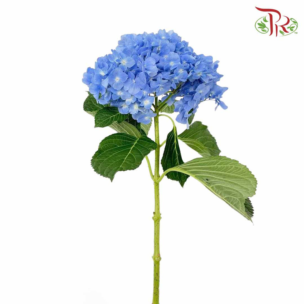 Hydrangea Blue / Per Stem - Pudu Ria Florist Southern