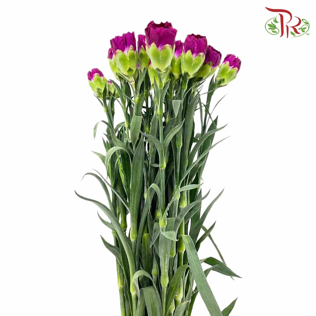 Carnation Dark Purple (18-20 Stems) - Pudu Ria Florist Southern