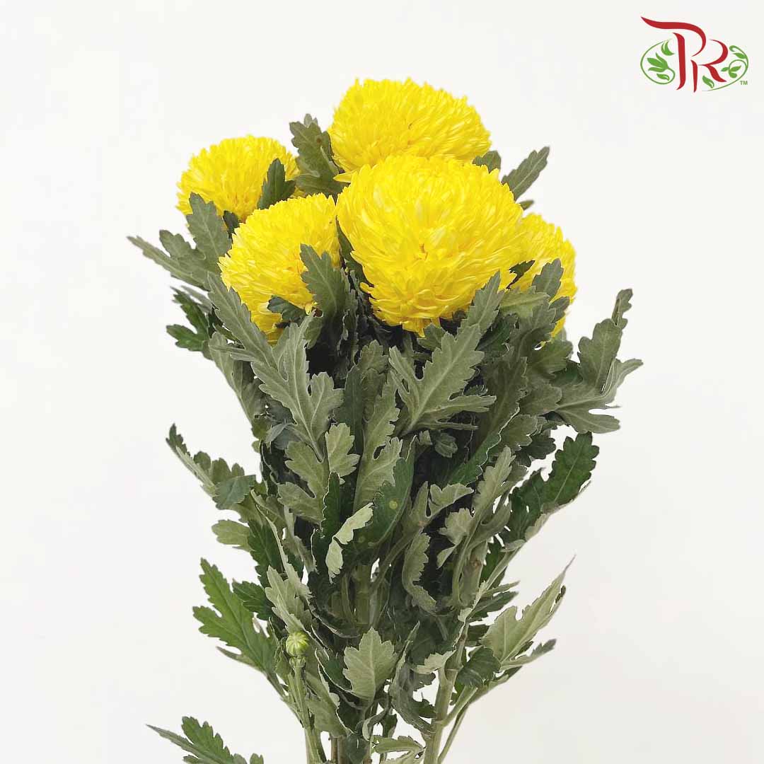 Taiwan Mum Chrysanthemum Yellow (6 Stems) - Pudu Ria Florist Southern