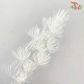 Dry Asparagus Bleached - White - Pudu Ria Florist Southern