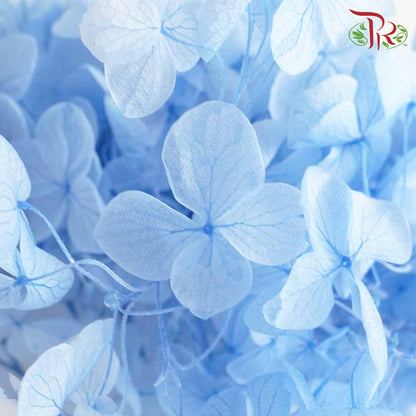 Preservative Hydrangea - Light Blue / Per Stem - Pudu Ria Florist Southern