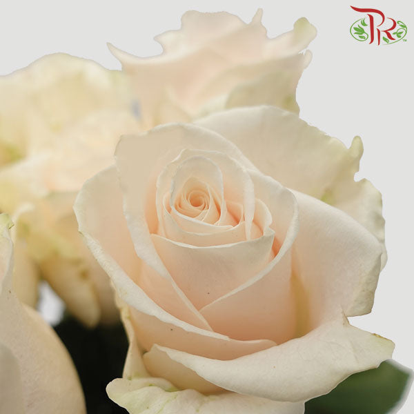 Rose Vendela (8-10 Stems) - Pudu Ria Florist Southern