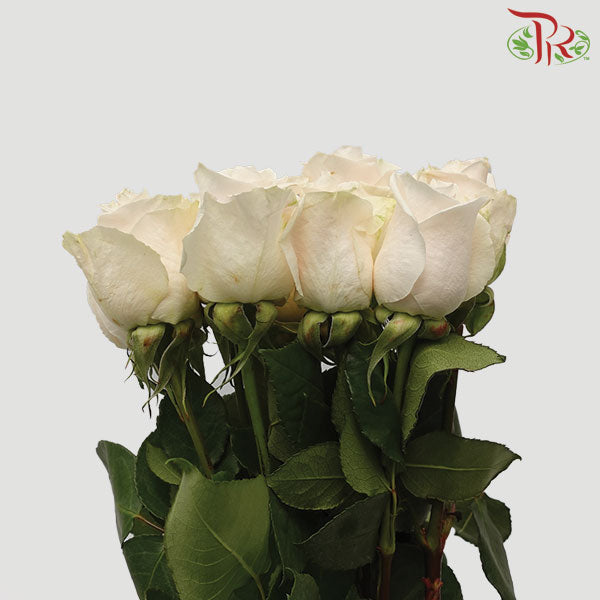 Rose Vendela (8-10 Stems) - Pudu Ria Florist Southern