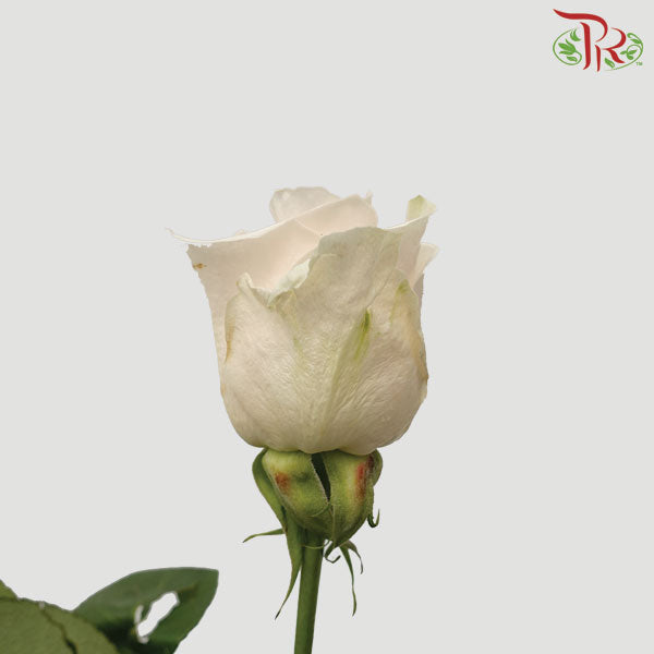 Rose Vendela (8-10 Stems) - Pudu Ria Florist Southern