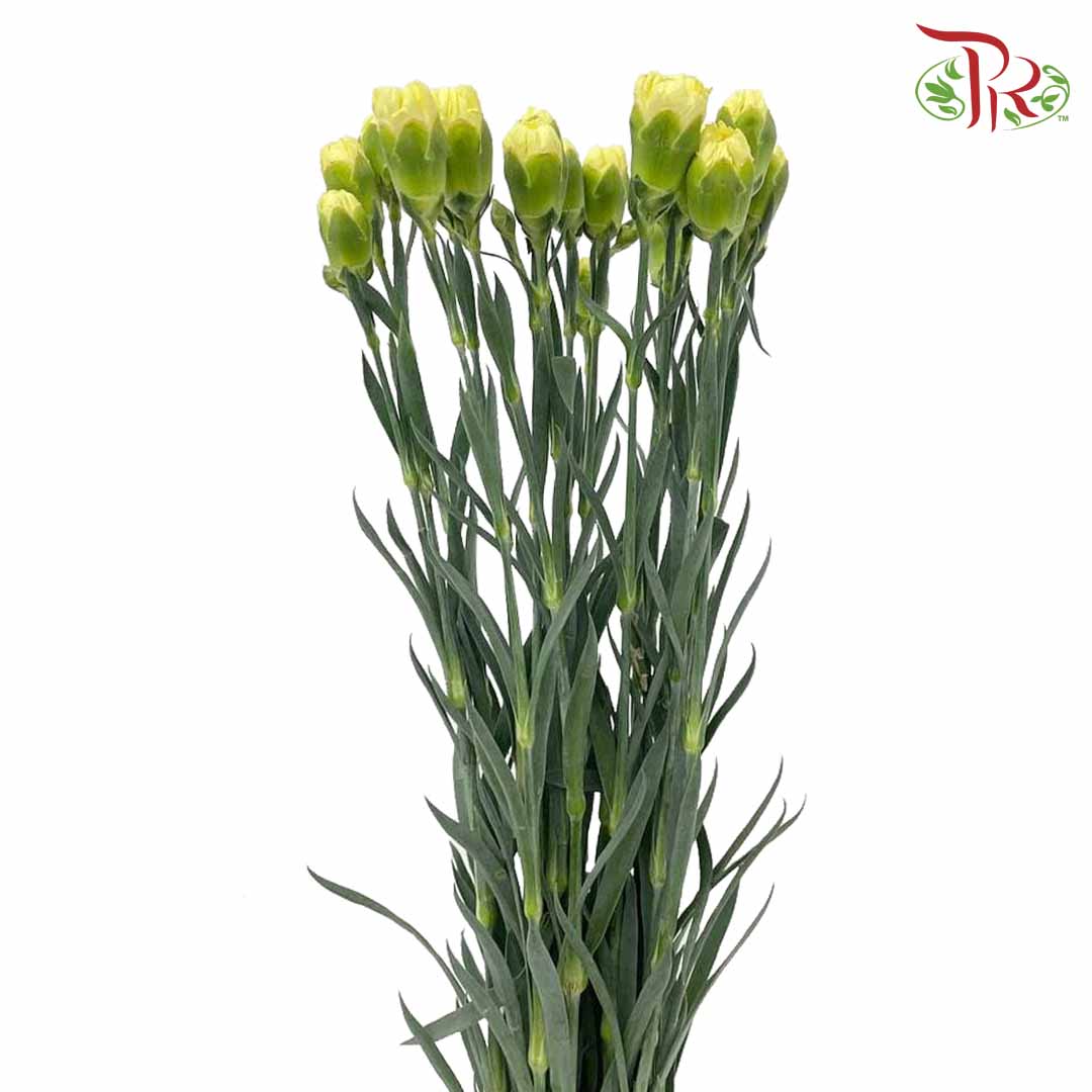 Carnation Yellow (18-20 Stems) - Pudu Ria Florist Southern
