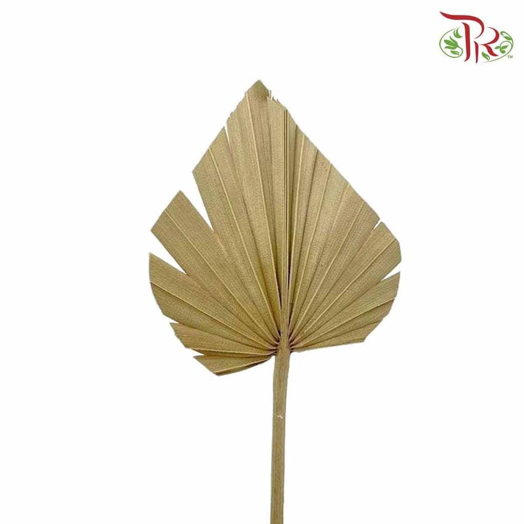 Dry Spear Palm (S) - Pudu Ria Florist Southern