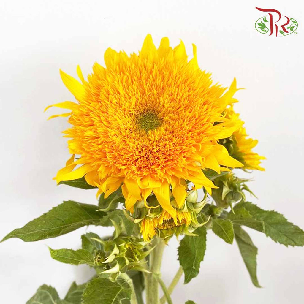 Sunflower Teddy Bear / Per Stem - Pudu Ria Florist Southern