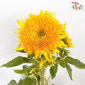 Sunflower Teddy Bear / Per Stem - Pudu Ria Florist Southern